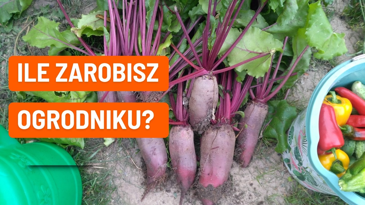 Czy opłaca się uprawiać warzywa w 2026 roku?