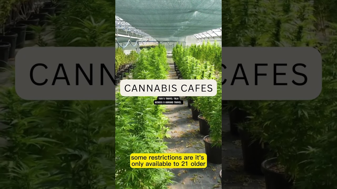 California&rsquo;s Cannabis Cafe Revolution! #shorts #subscribe