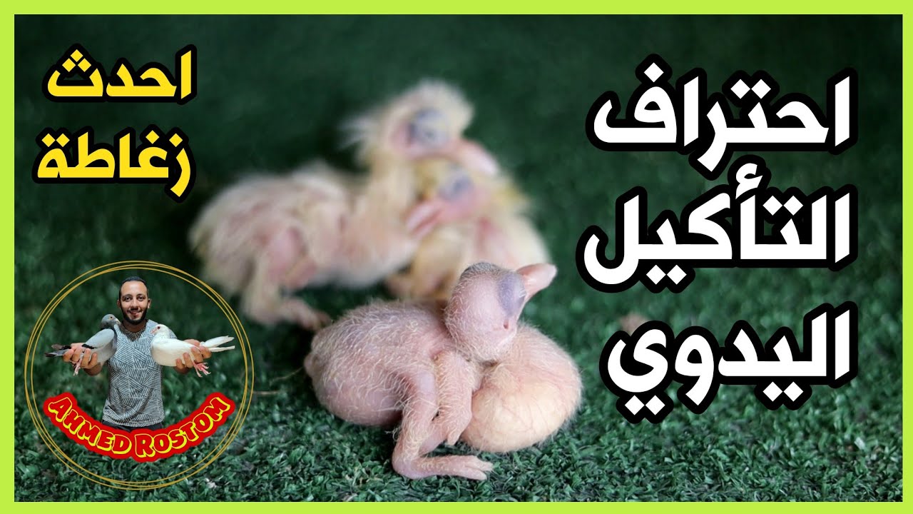 اصنع افضل زغاطة زغاليل بأدوات بسيطة من عمر يوم حتي الفطام
