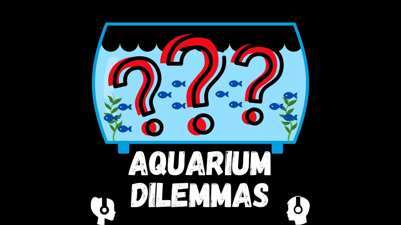Things I Wish I Knew Before Keeping Fish!