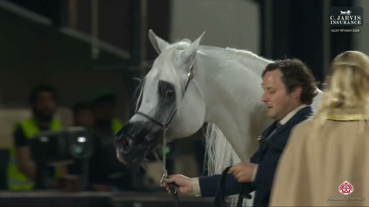 N 205 ALEXXANDERR   GCAT Riyadh 2025   Senior Stallions 10+ Years Old Class 12