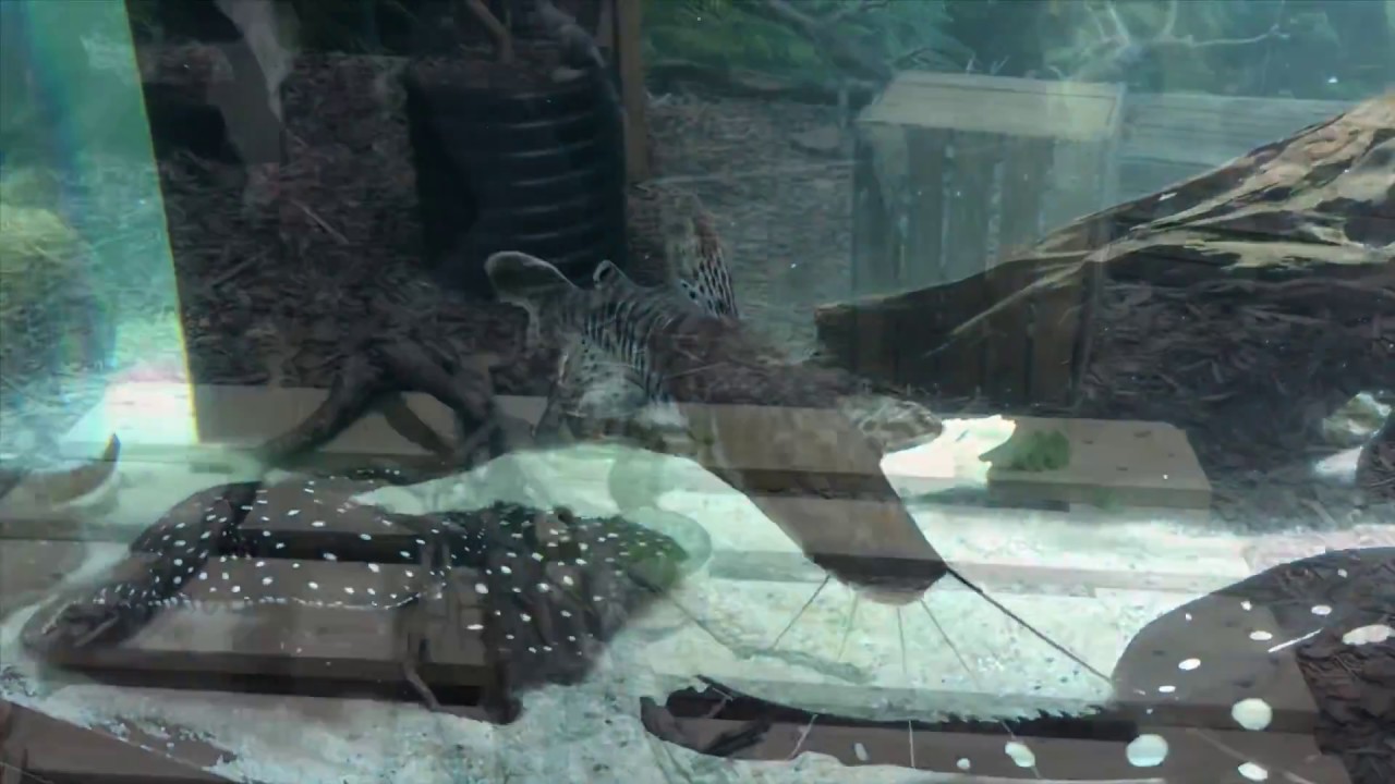 Vilnius zoo & MO museum. November, 2018