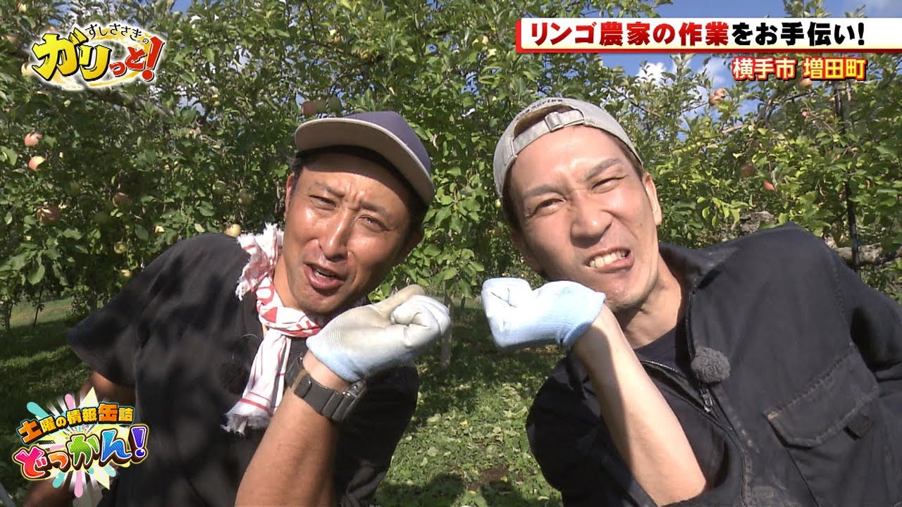 りんご畑で収穫に向けて大事な作業を手伝う！「土曜の情報缶詰どっかん！」▶すしささき。のガリっと！◀2025年10月11日放送