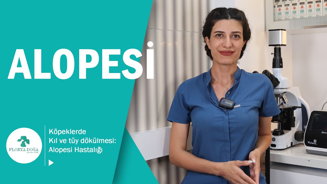 Köpeklerde Sıklıkla Görünen ALOPESİ Hastalığı / Alopecia in Dogs