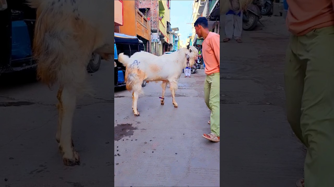 Bakra Eid ka sabse bada bakra #bakra #shorts #trending #biggoats