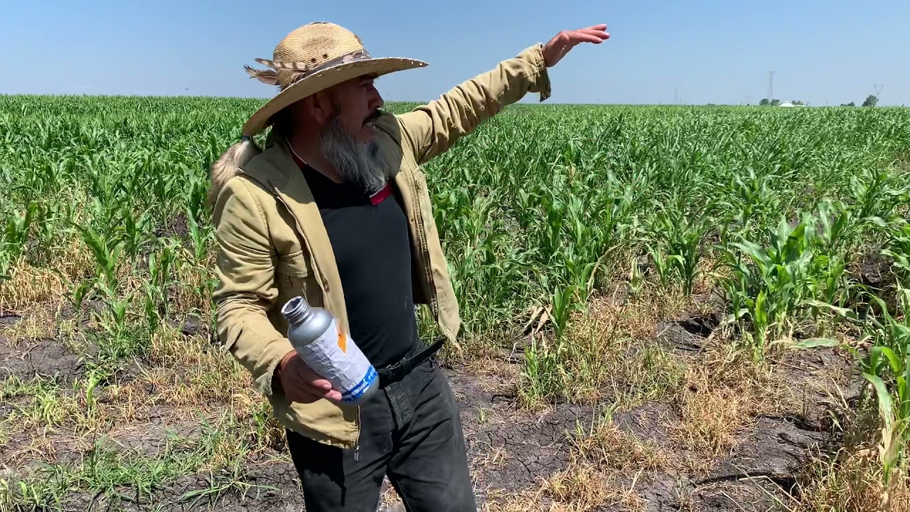 Qué aplicar como prevención contra DIABROTICA y GUSANO COGOLLERO 🌽🐛 Fumigación con DRON 👾