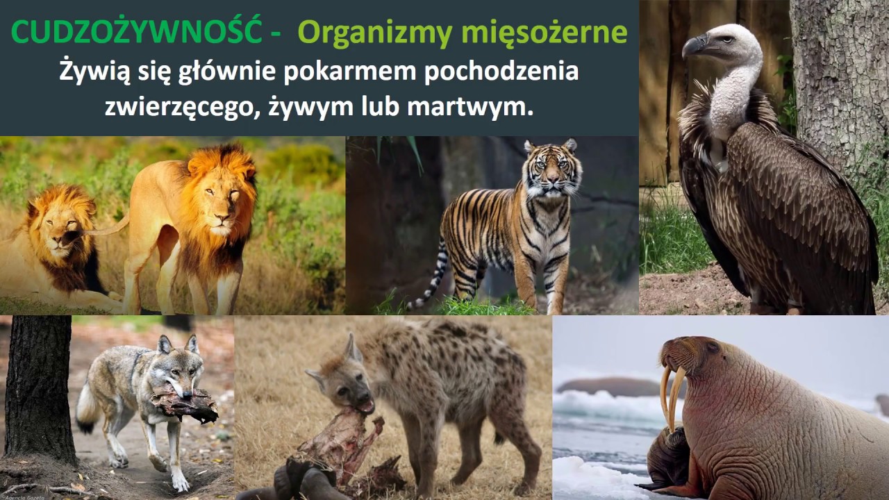 Sposoby odżywiania się organizmów.