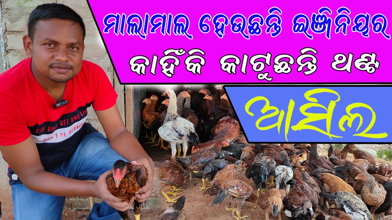 ଲାଭଦାୟକ ଚାଷ ଆସିଲ୍ କୁକୁଡ଼ା ପାଳନ ||Farming Aseel breed poultry is profitable one. @EfarmingOdisha