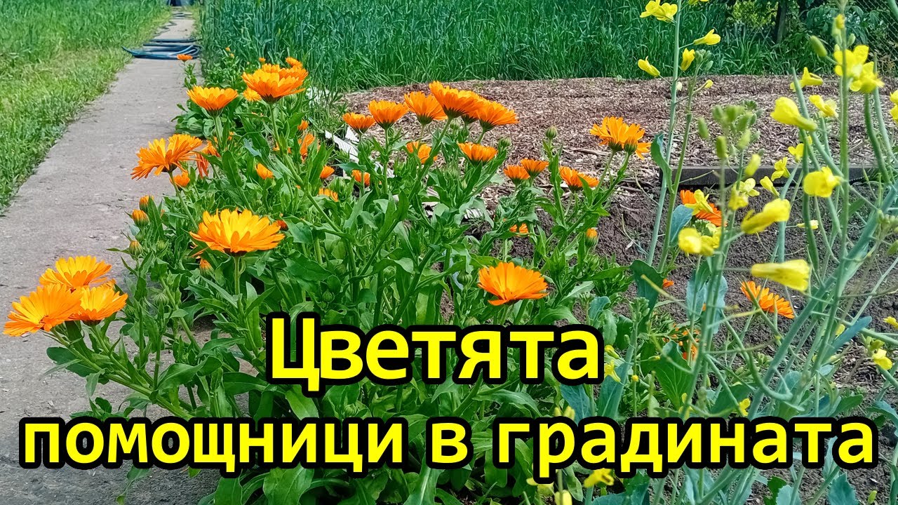 Какви цветя да посадим за борба с вредителите