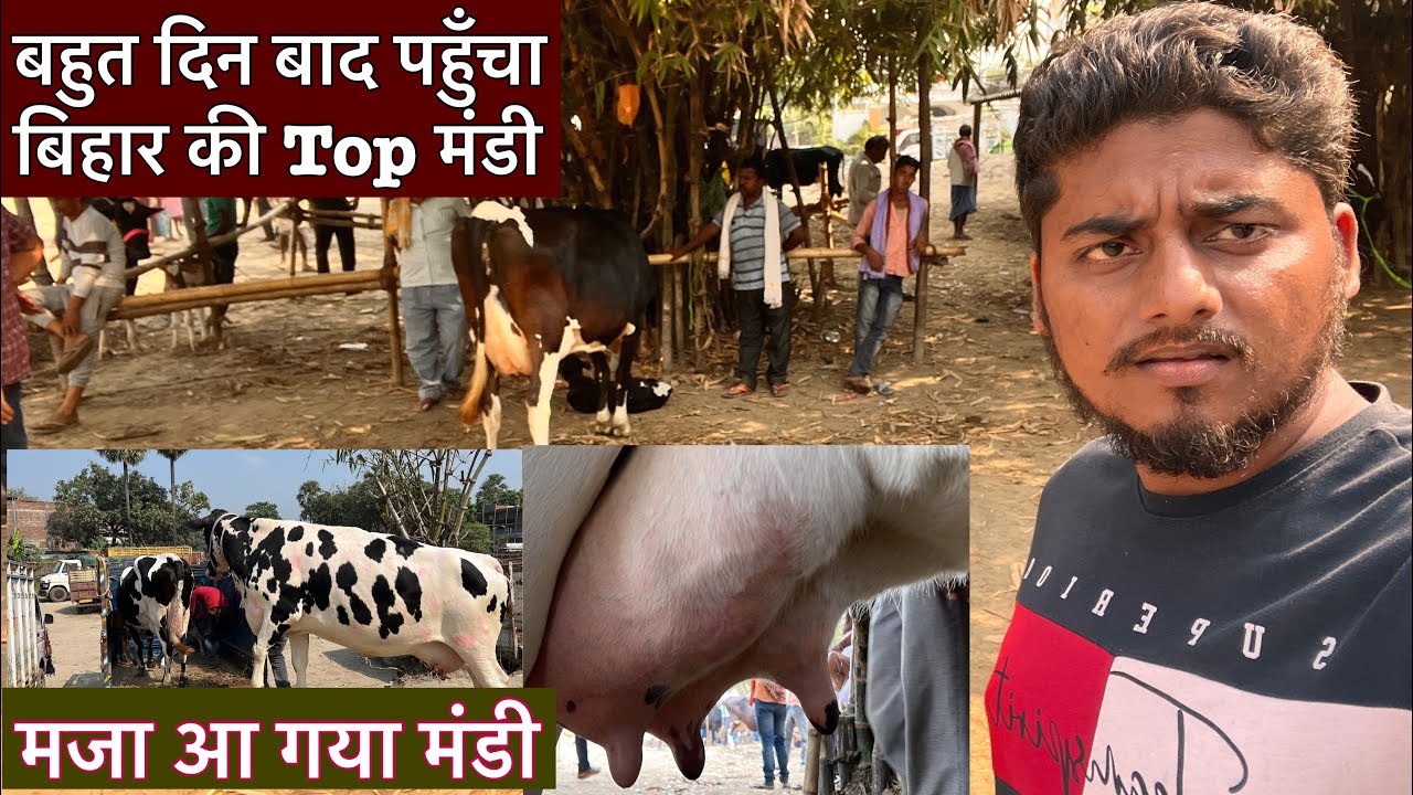 बहुत दिन बाद पहुँचा बिहार की Top मंडी Top mandi bihar cow Buffalo @ejjubhaiNO.1