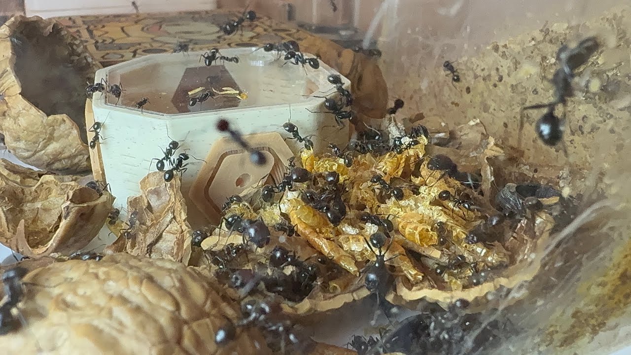 Ant world speedup feeding-time