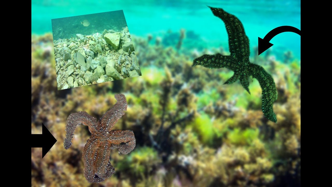Unterwasserwelt - Tauchen in Kroatien Insel Pag 2019