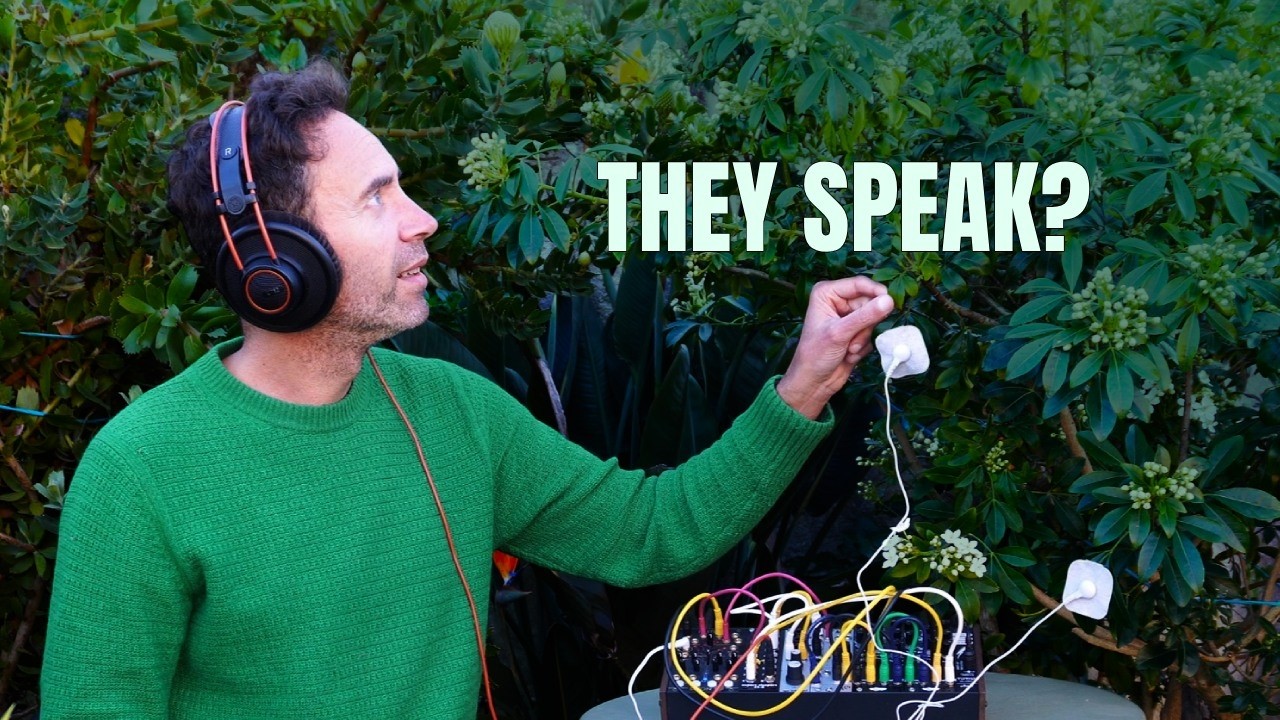 Can You Hear a Plant Thinking? (Mexican Orange Blossom) 🌿