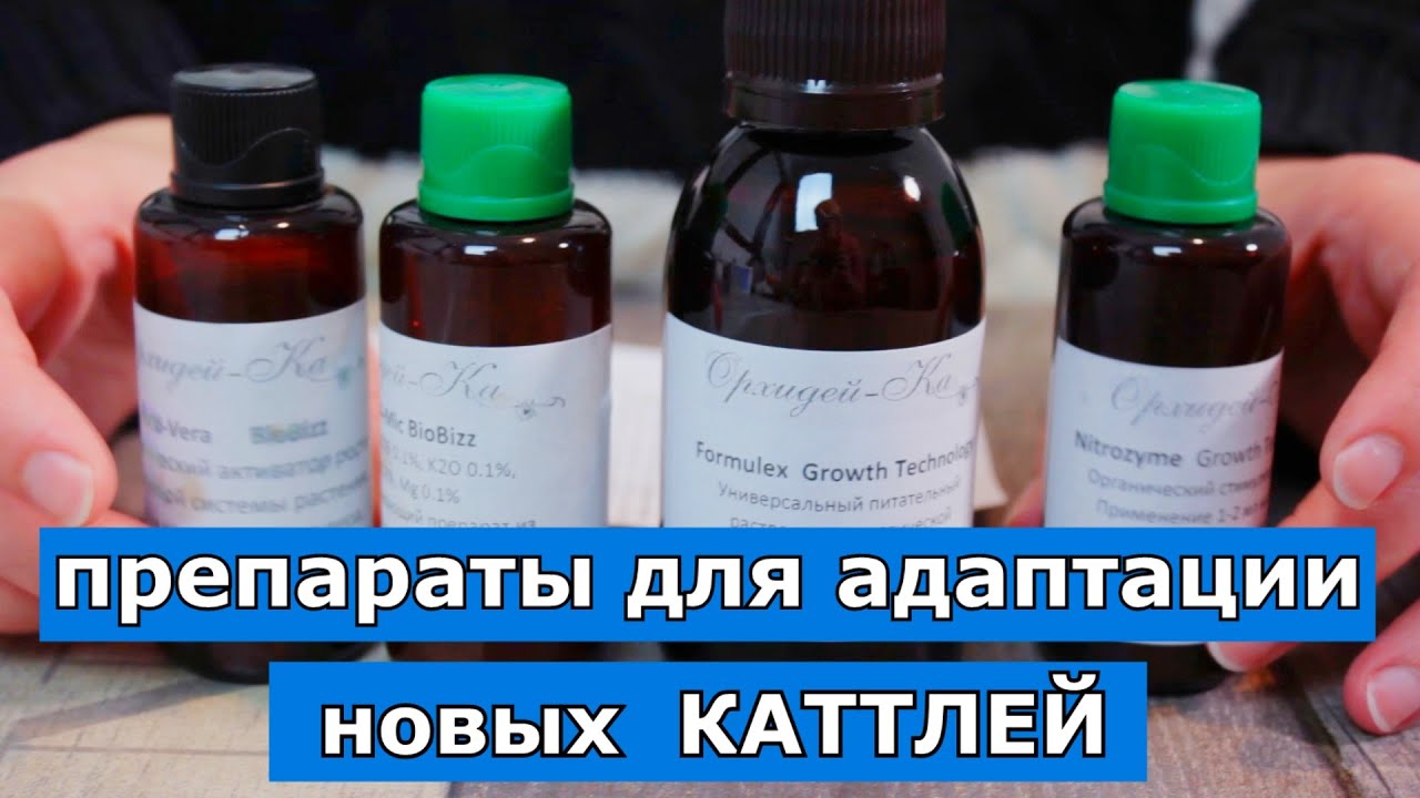 Адаптация каттлей с корнями и без. Набор для адаптации ризомных/Каттлеи luteola, NCK и Флорикультура