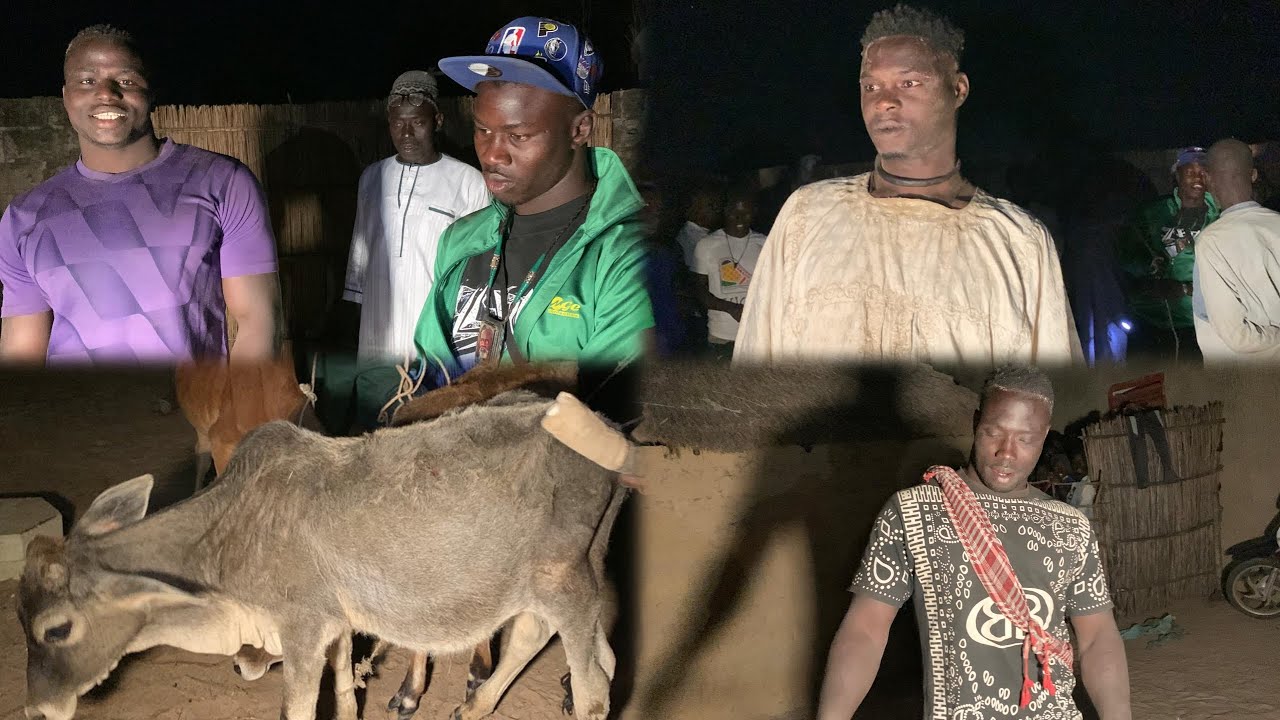 Départage des Bœufs 🐂 Lamb Yénguélé Ndiaté Monument Ndianda Cheikh Ndiaye Sary Ndiago Mbaye Diouf….