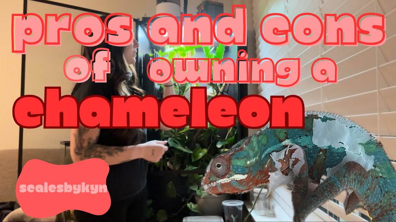 Pros & Cons of Owning a Chameleon!