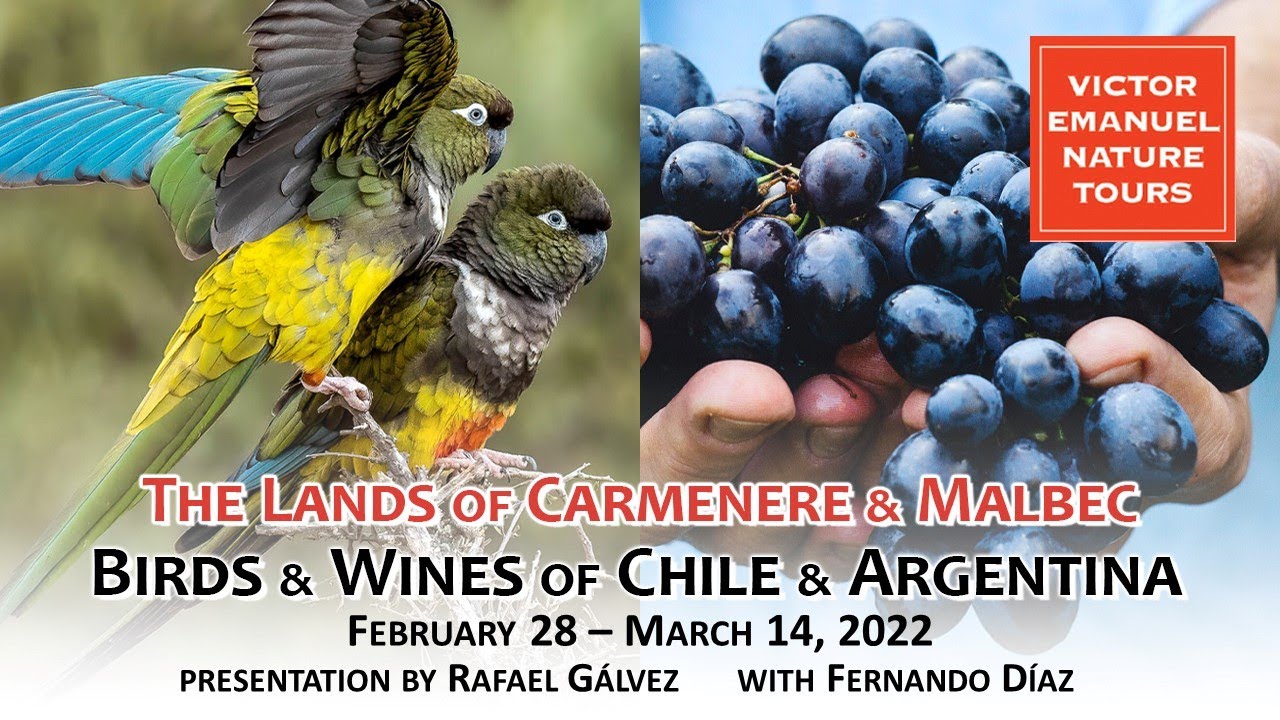 The Lands of Carmenere & Malbec: Birds & Wines of Chile & Argentina with Rafael Galvez