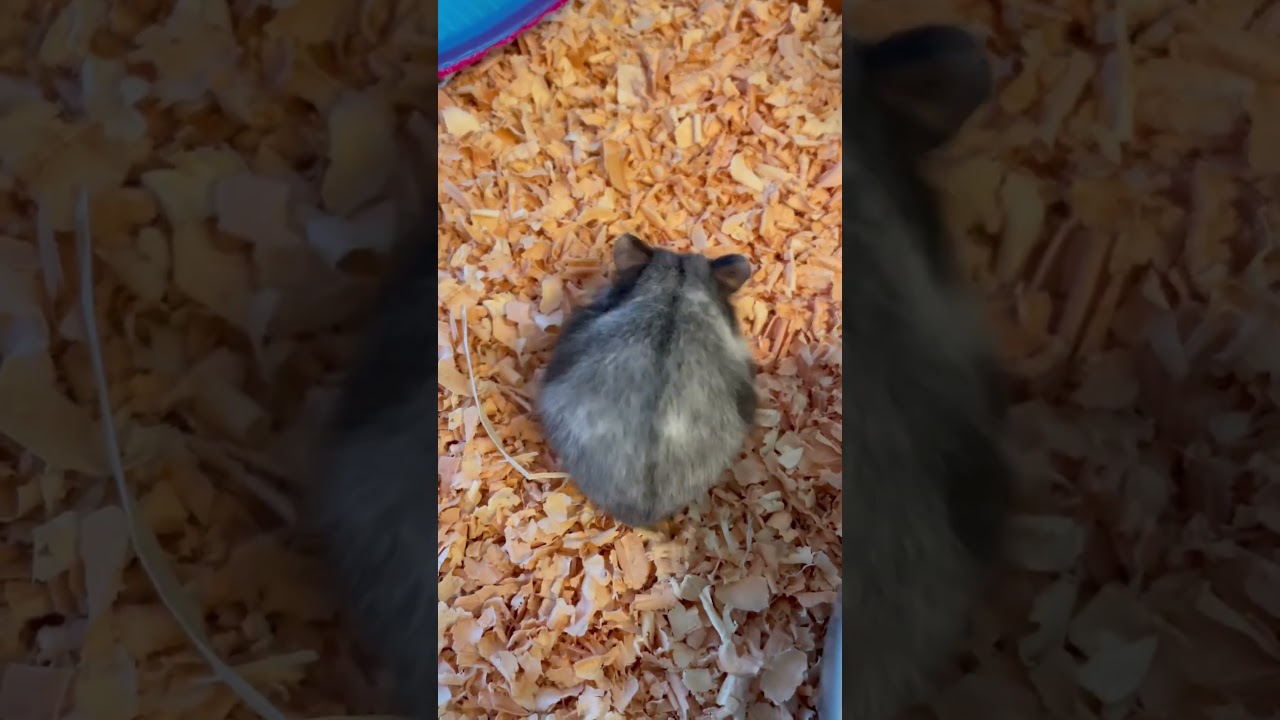 Mother hamster takes care of her babies. Super tiny hamsters!