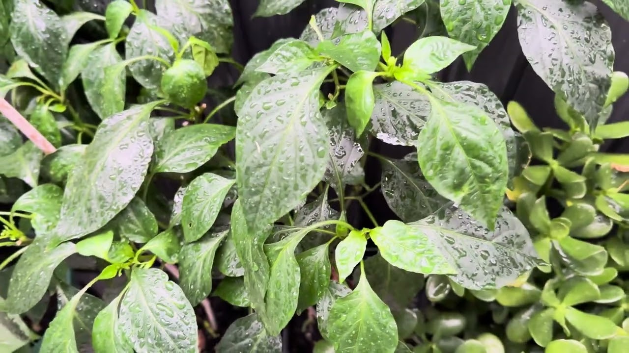 আজ এই বৃষ্টির হাজারো ফোটায় যেন প্রাণ ফিরে পেল আমার ভালোবাসার গাছগুলো🤲Alhamdulillah 🤲