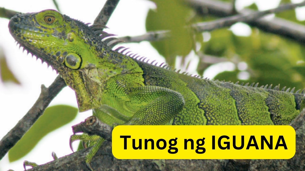 Tunog ng IGUANA | Sound of IGUANA