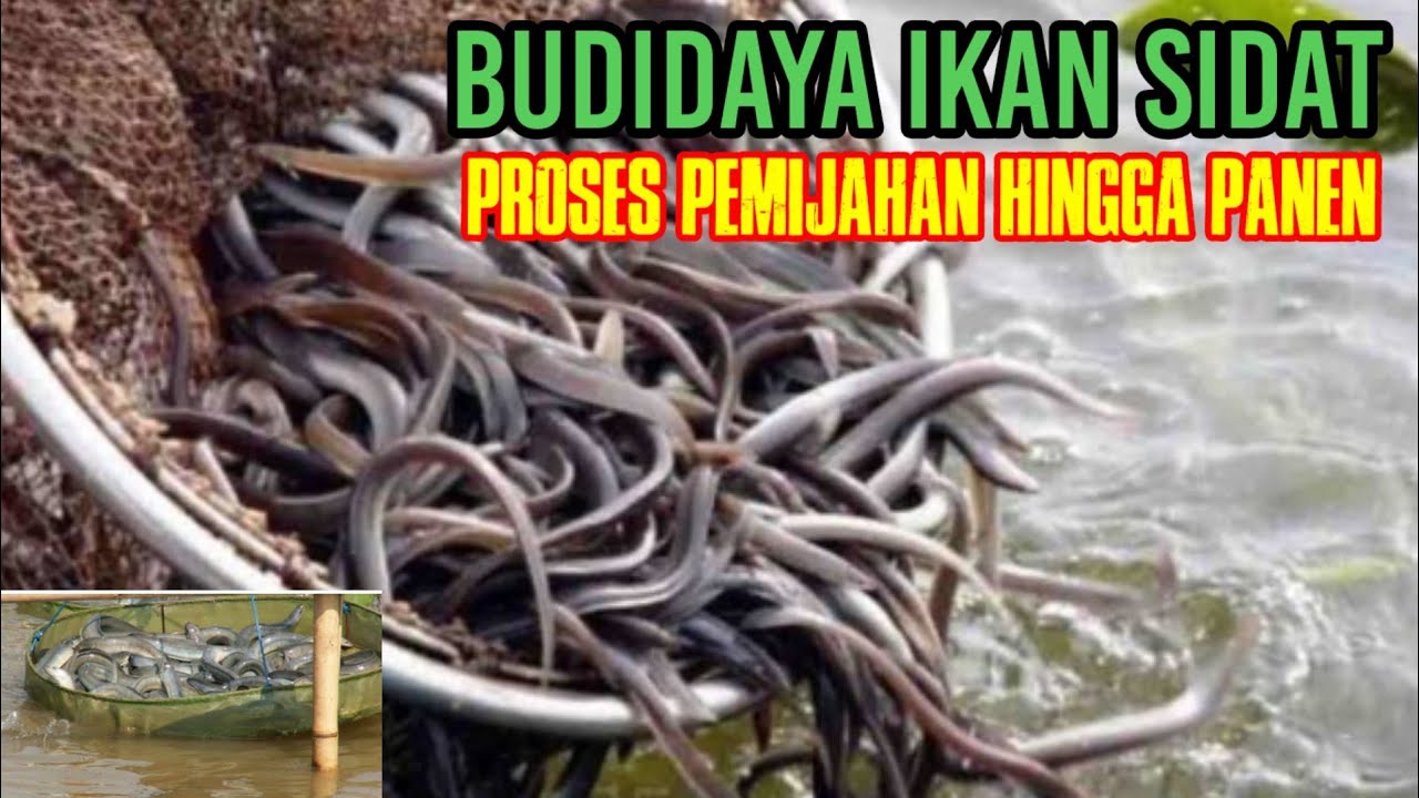 Cara Budidaya Ikan Sidat Proses Pemijaan Hingga Panen