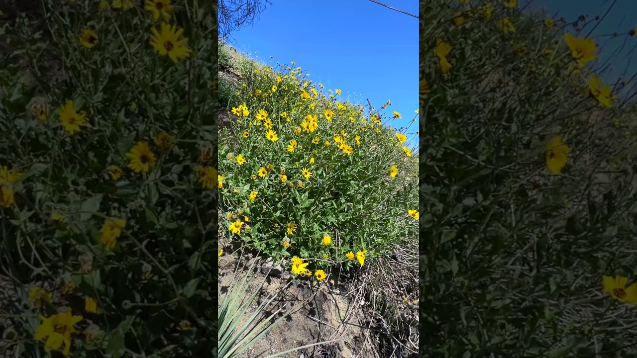 🏞 Build Your Dream Home with a View! | 380 E Highland Dr, Camarillo, CA 93010