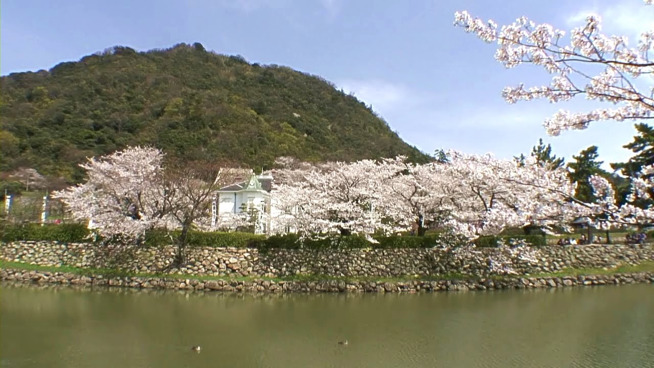 鳥取県　鳥取城跡・久松公園の桜 / Tottori Castle & Kyusho Park and Cherry Blossoms ( Tottori, Japan ) [HD]