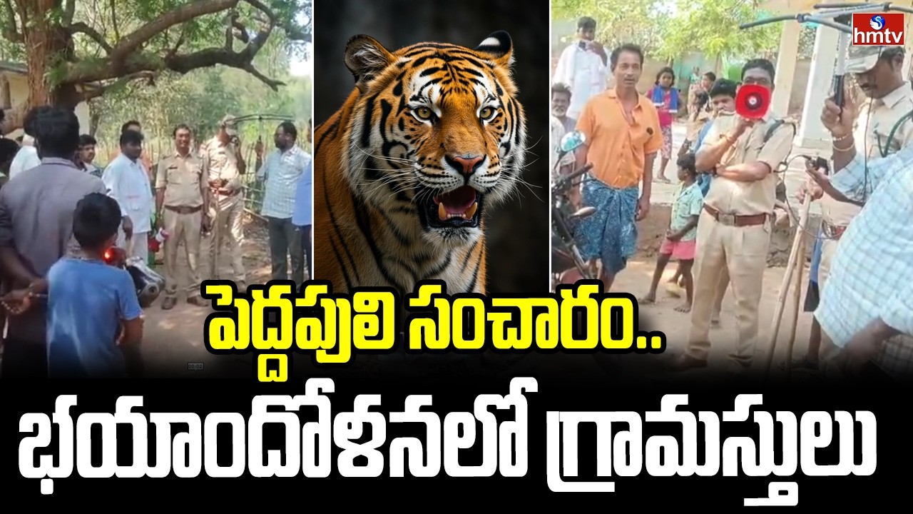 పెద్దపులి సంచారం.. భయాందోళనలో గ్రామస్తులు | Big Tiger Roaming In Kakinada District | hmtv