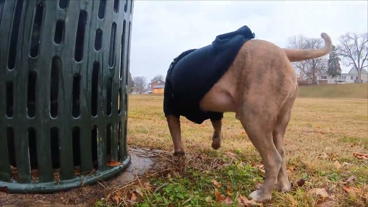 A rainy day walk for Shadow and me. 🐾 🌧 #dogsofyoutube #dogwalk #doggielife 