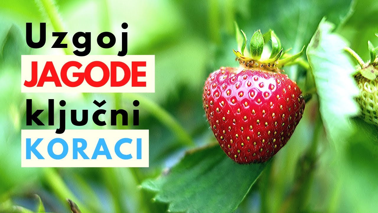 Ovo je SVE što Treba da Znate o UZGOJU JAGODE