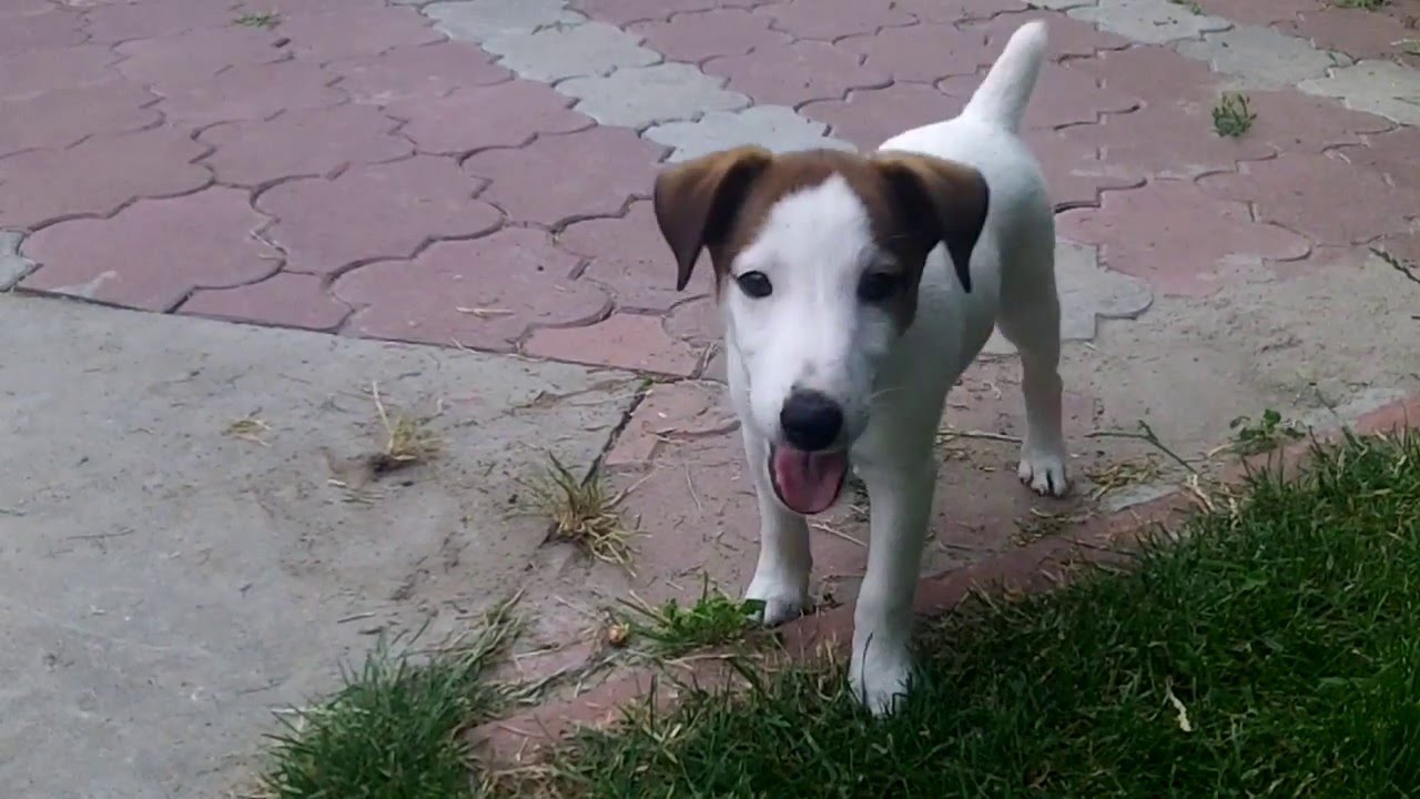 Гладкошёрстный фокстерьер Нос. Первый год:) 1st year of the smooth fox terrier Nos