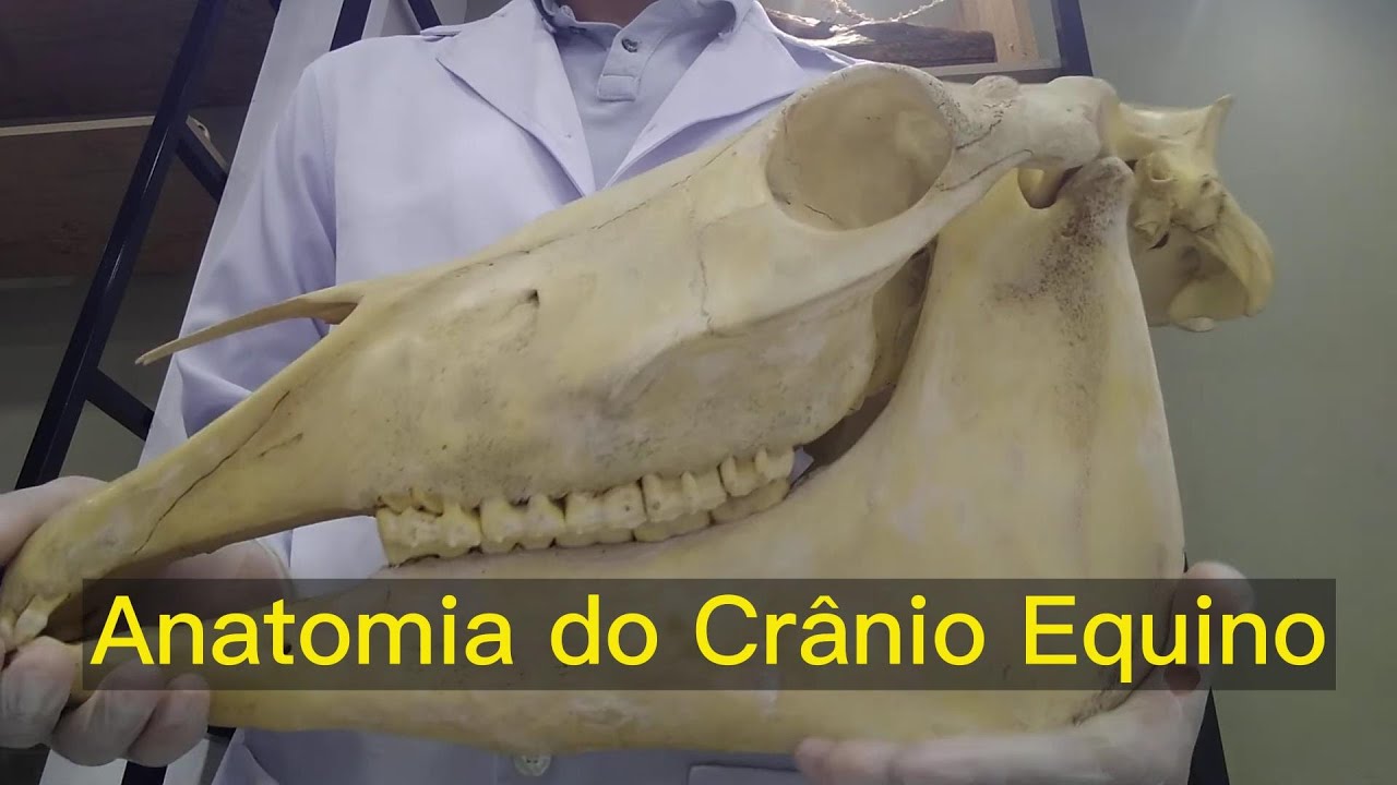 Anatomia do Cr&acirc;nio Equino