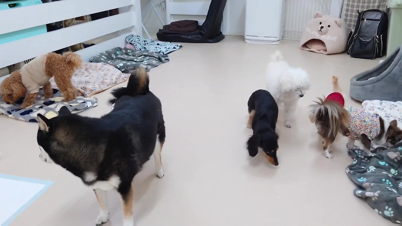 にぎやかな雨降る祝日　🐶ひみつきちなう！①🐶  2026年2月11日