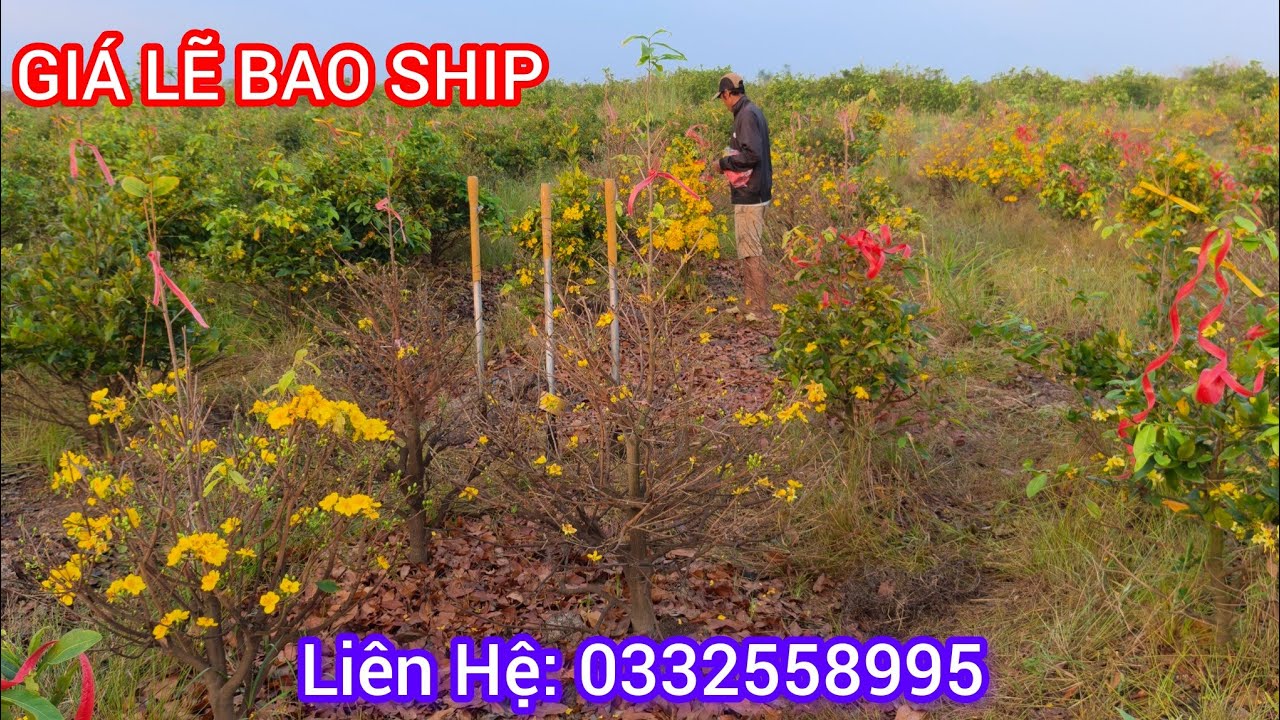 Giao Lưu Mai Vàng Giá Lẽ Bảo Ship. Liên Hệ: 0332558995