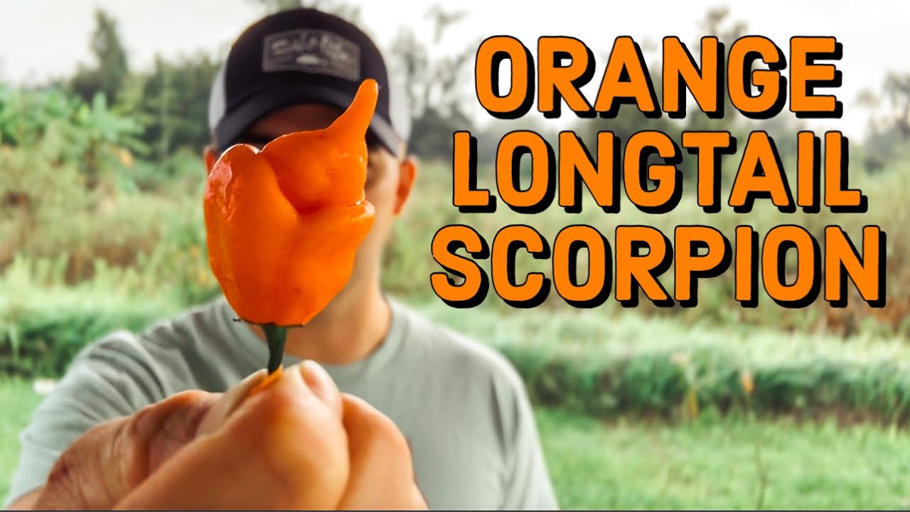 Orange Longtail Scorpion | Pepper Review