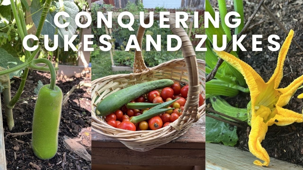 BACKYARD URBAN GARDEN VLOG | Conquering Cukes and Zukes