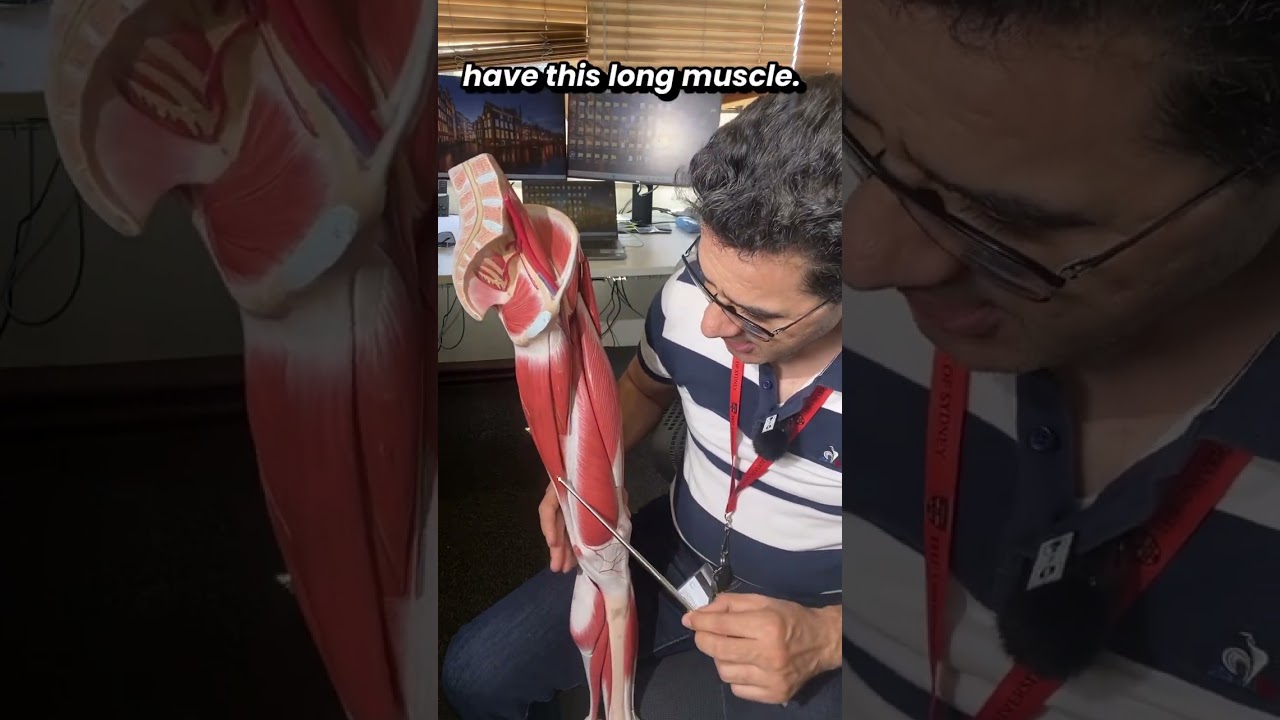 Thigh Muscles Explained: The Science of Adductors