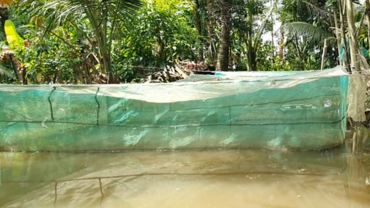 Về vườn lập nghiêp  nuôi cá lóc #128/chủ nhật.4.7 fishing