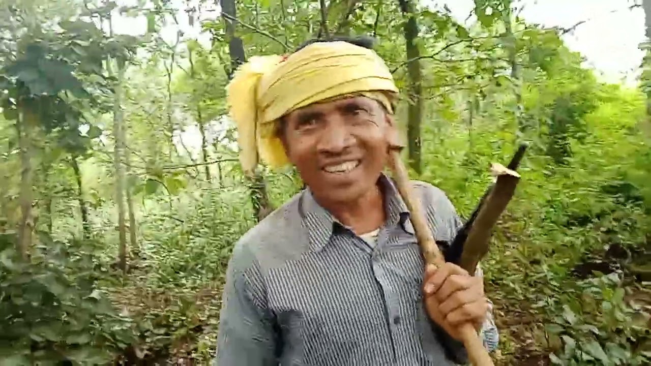 जंगल मे बैल चराते समय  गीत गुन गुनाते हुए गायक राम प्यारे परस्ते