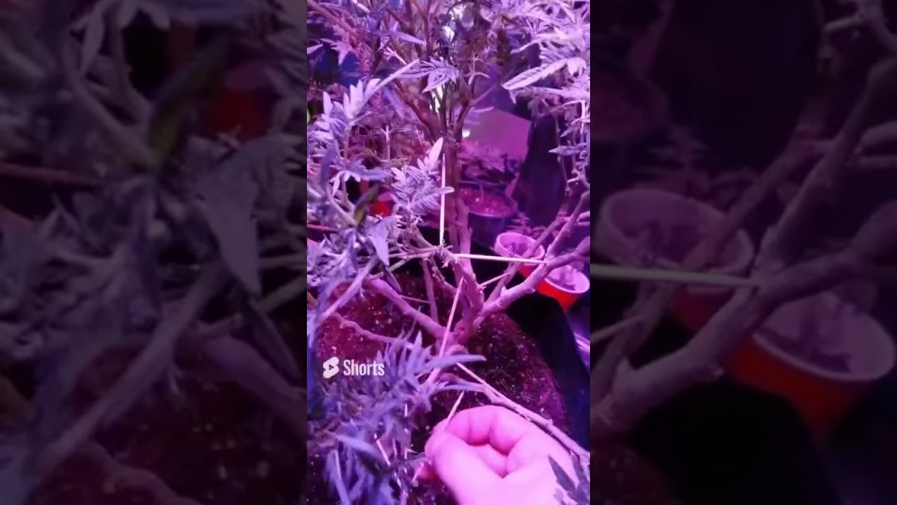 Best plant hack for huge yields of cannabis #cannahacks101 toothpick L.S.T. baby!  #freakshowstrain