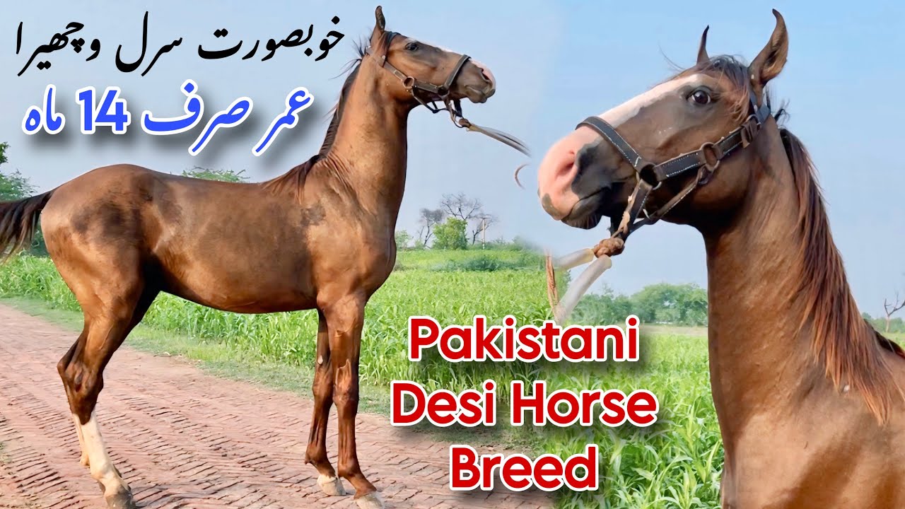 Desi Sarl Bachra For Sale | Pure Pakistani Horse Breed | Desi Horses