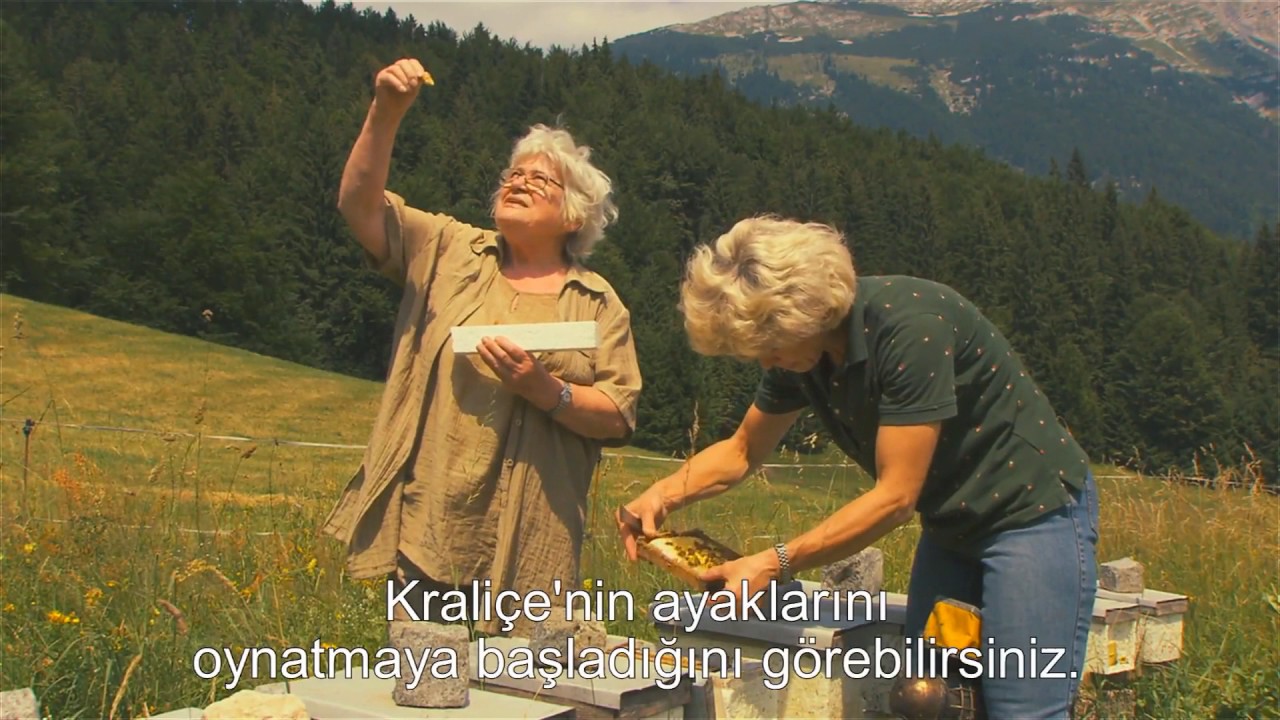 Kraliçe Arı Hakkında Detaylar