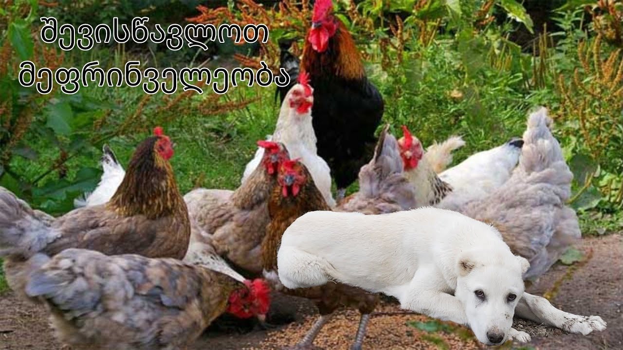 მეფრინველეობა - 1.