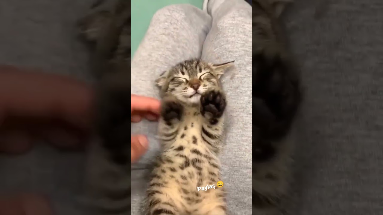KEDİ ÖYLE Bİ UYUDUKİ SAHİBİNİN AKLI GİTTİ 😱😱😱 bero_pk