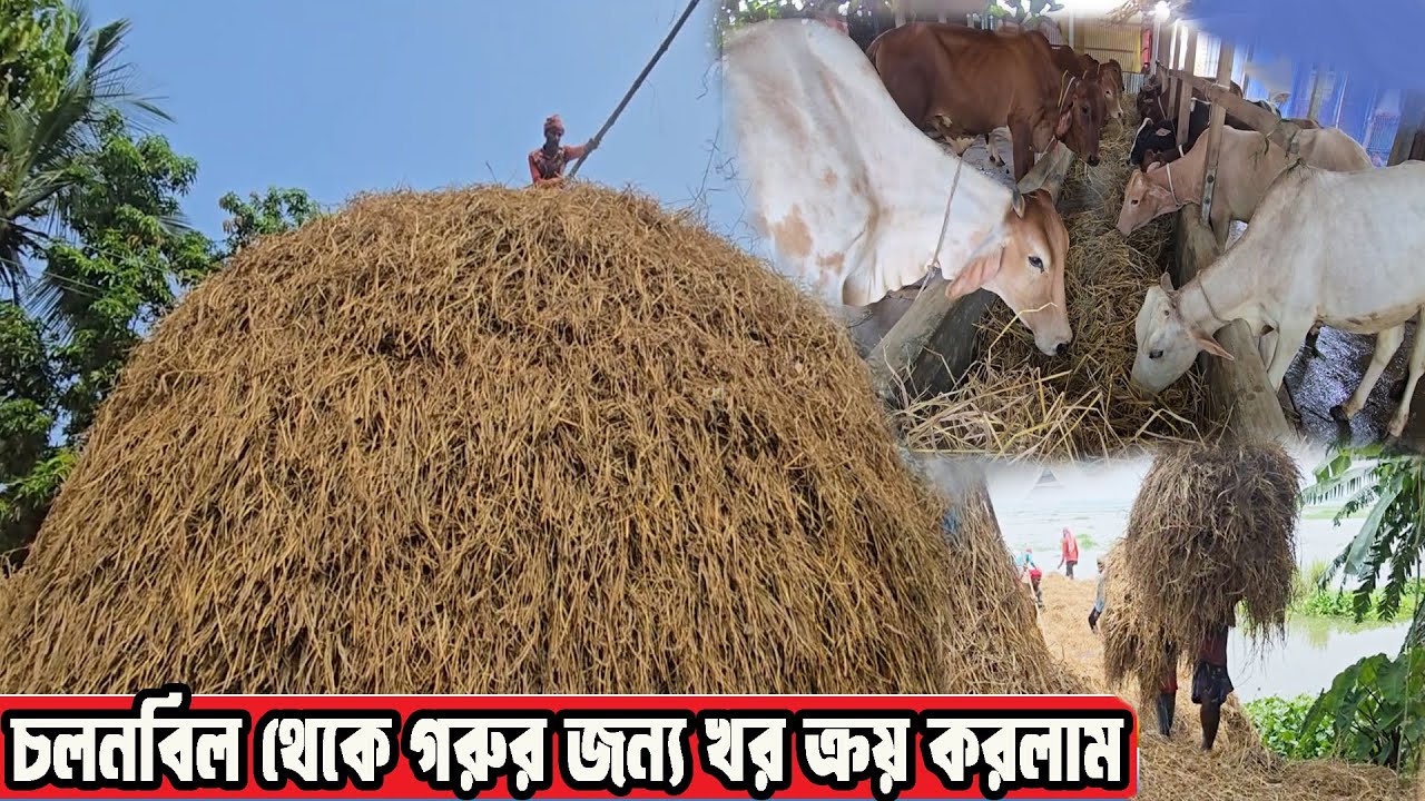 চলনবিল থেকে গরুর জন্য খর ক্রয় করলাম | M Protiva Tv 1362