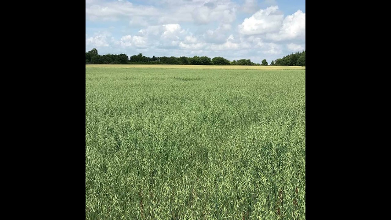 Prove It: Tillage Farmers’ AgNav Data & the Case for Low Carbon Grain