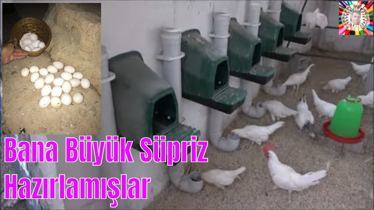 Ligorin Kümesinden Yumurta Topladım 🥚🐔🐓