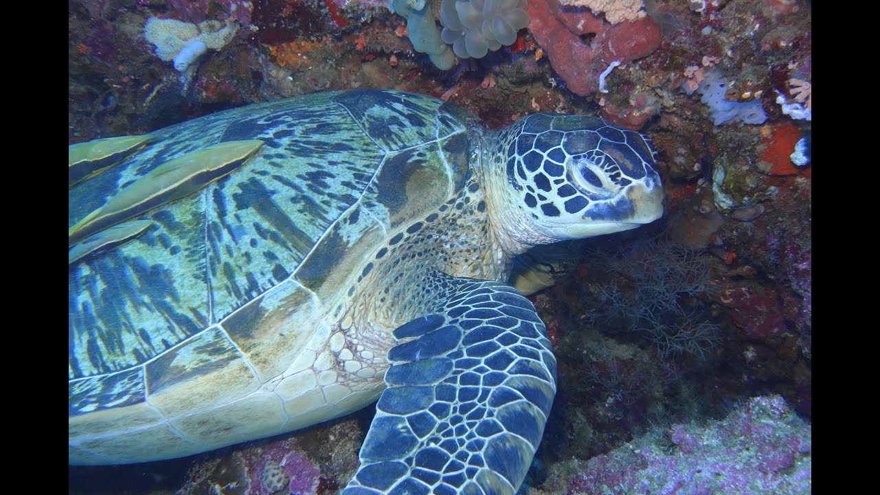 Divesite: Bastianos Bunaken - Nord Sulawesi (Indonesien)