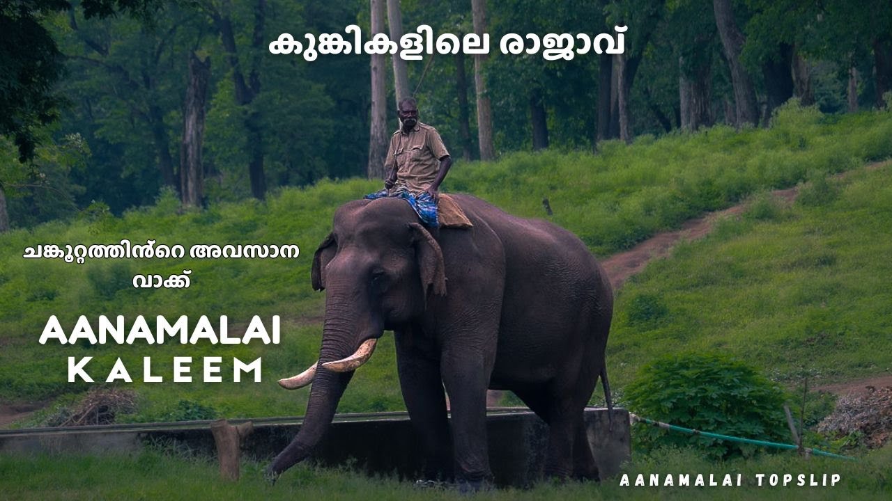 ആനമല കലീം|കുംകി രാജാവ്|നായകനും പ്രതിനായകനും ഇവൻ തന്നെ|കൊലകൊല്ലിയെ പിടിച്ച കുംകി