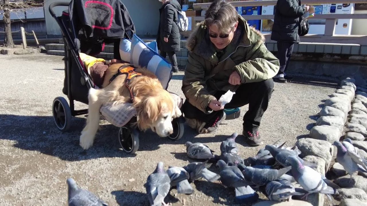 体が不自由になって初めてのお出かけ。専用カートに乗って。【Golden Retriever japan】